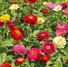 Zinnia, mezcla de feria estatal