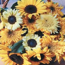 Tournesol, mélange assorti