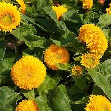 Girasol, Sungold Enano