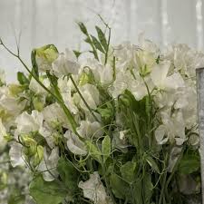Sweet Pea, White