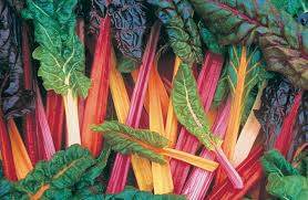 Chard, Swiss Bright Light