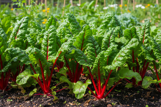 Swiss Ruby Red Chard Seeds – Heirloom Colorful Greens