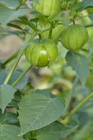 Tomatillo, Tomate Verde