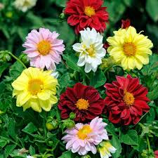 Dahlia, Unwins Dwarf