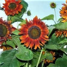 Girasol, reina de terciopelo