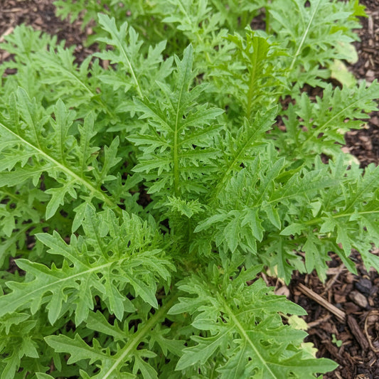 Mostaza, Wasabi
