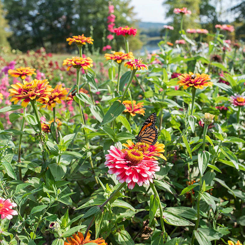 Zinnia, mélange impr. Whirlygig