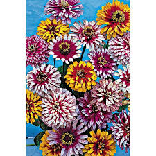 Zinnia, mélange impr. Whirlygig
