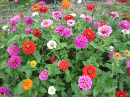 Zinnia, gigante de California