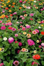 Zinnia, cortar y volver a crecer