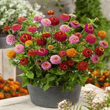 Zinnia, Liliput
