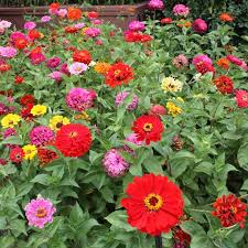 Zinnia, American Mix