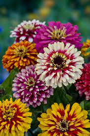 Zinnia, mélange impr. Whirlygig