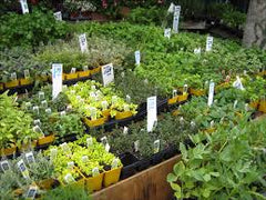 Collection image for: Grand Herbs and Spices