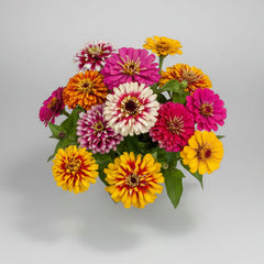 Collection image for: Zinnia Collection