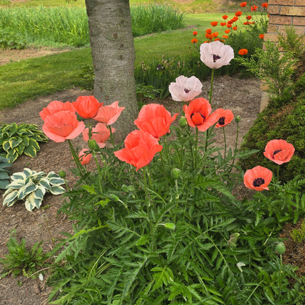 Poppy Oriental Mixed Seeds – Heirloom Perennial