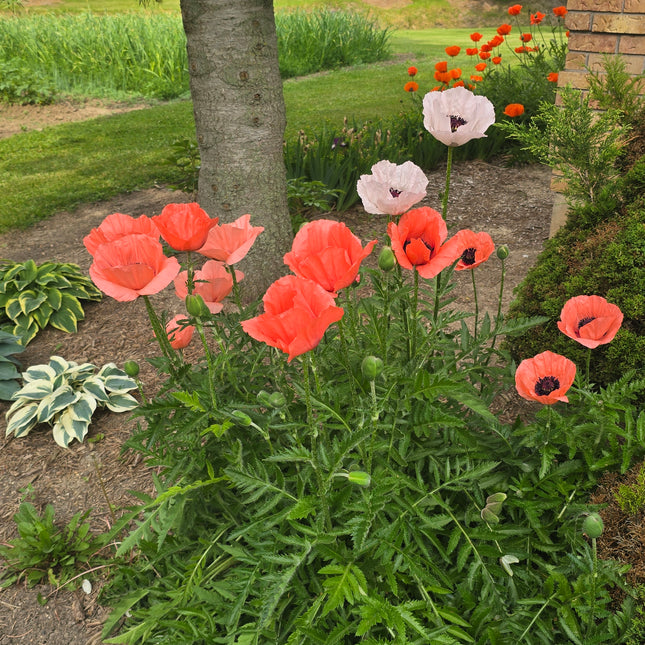 Poppy Oriental Mixed Seeds – Heirloom Perennial
