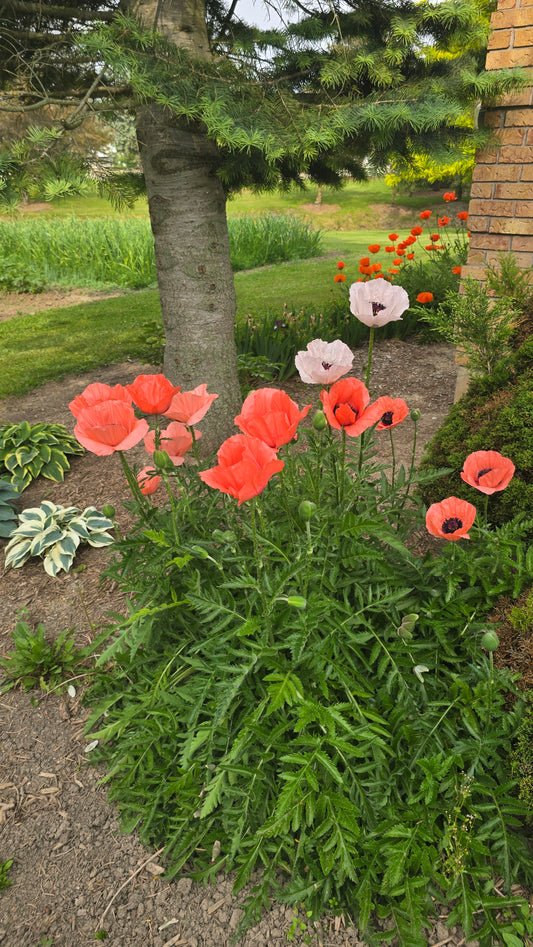 Poppy, Oriental Mixed