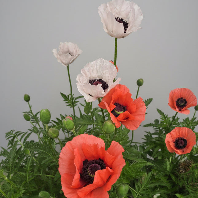 Poppy Oriental Mixed Seeds – Heirloom Perennial