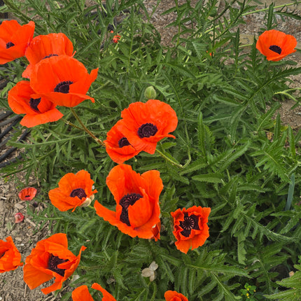 Poppy Oriental Mixed Seeds – Heirloom Perennial