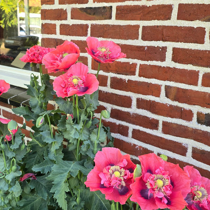 Poppy Seeds – Heirloom Classic Breadseed Standard