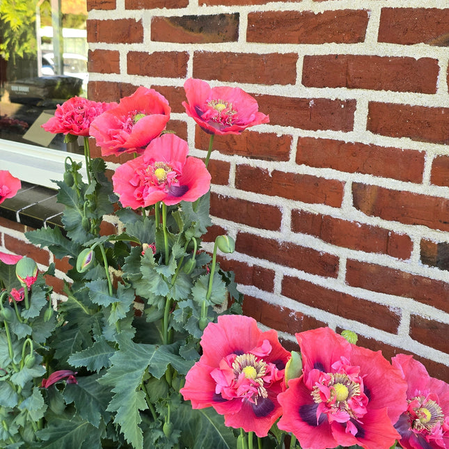 Poppy Seeds – Heirloom Classic Breadseed Standard