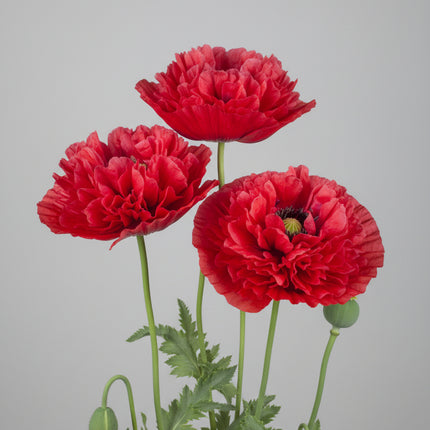 Poppy Seeds – Heirloom Classic Breadseed Standard