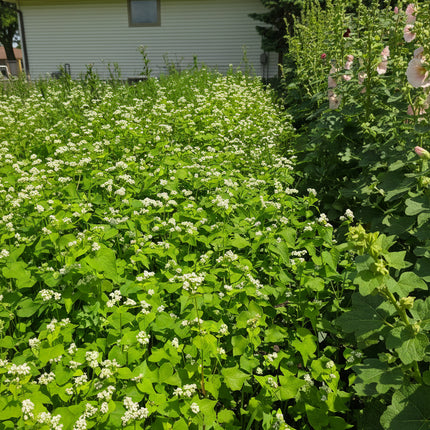 Buckwheat Seeds – Heirloom Cover Crop & Ancient Grain