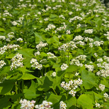 Buckwheat Seeds – Heirloom Cover Crop & Ancient Grain