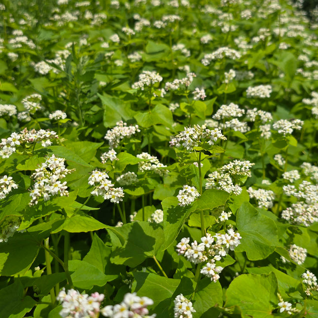 Buckwheat Seeds – Heirloom Cover Crop & Ancient Grain