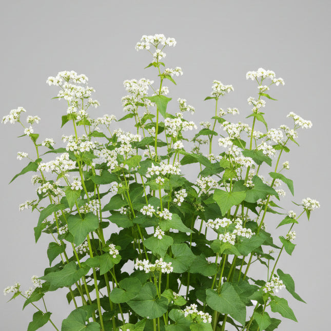Buckwheat Seeds – Heirloom Cover Crop & Ancient Grain