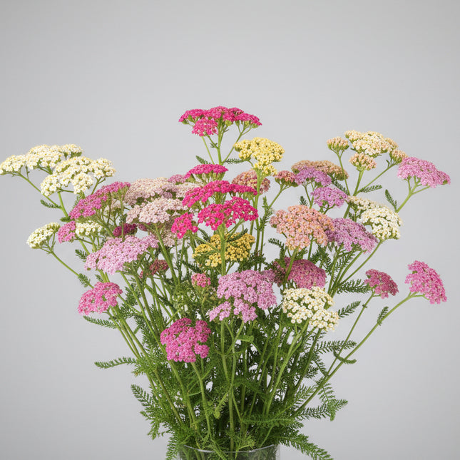 Yarrow Colorado Mixture Seeds – Heirloom Pastel & Jewel-Toned Perennial