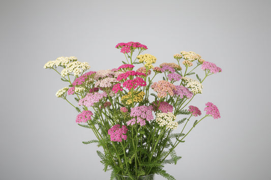 Yarrow Colorado Mixture Seeds – Heirloom Pastel & Jewel-Toned Perennial