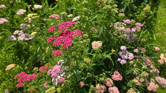 Yarrow Colorado Mixture Seeds – Heirloom Pastel & Jewel-Toned Perennial