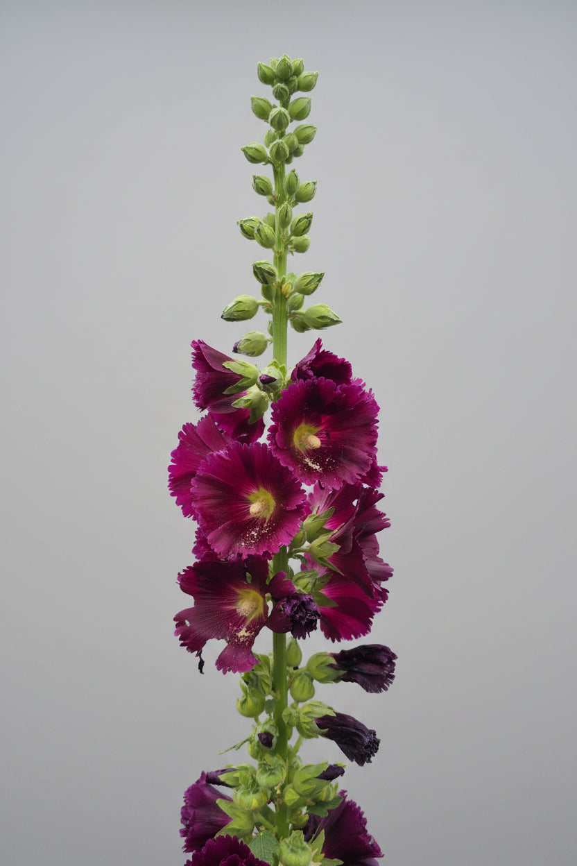 Hollyhock Ficifolia Seeds – Heirloom Fig-Leaved Perennial