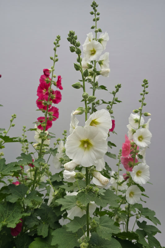 Hollyhock Ficifolia Seeds – Heirloom Fig-Leaved Perennial