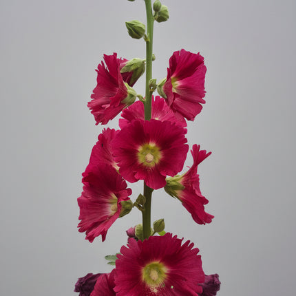 Hollyhock Ficifolia Seeds – Heirloom Fig-Leaved Perennial
