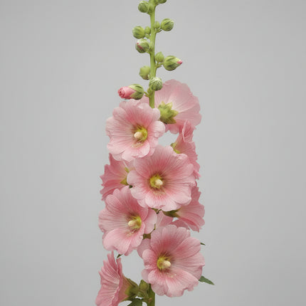 Hollyhock Ficifolia Seeds – Heirloom Fig-Leaved Perennial