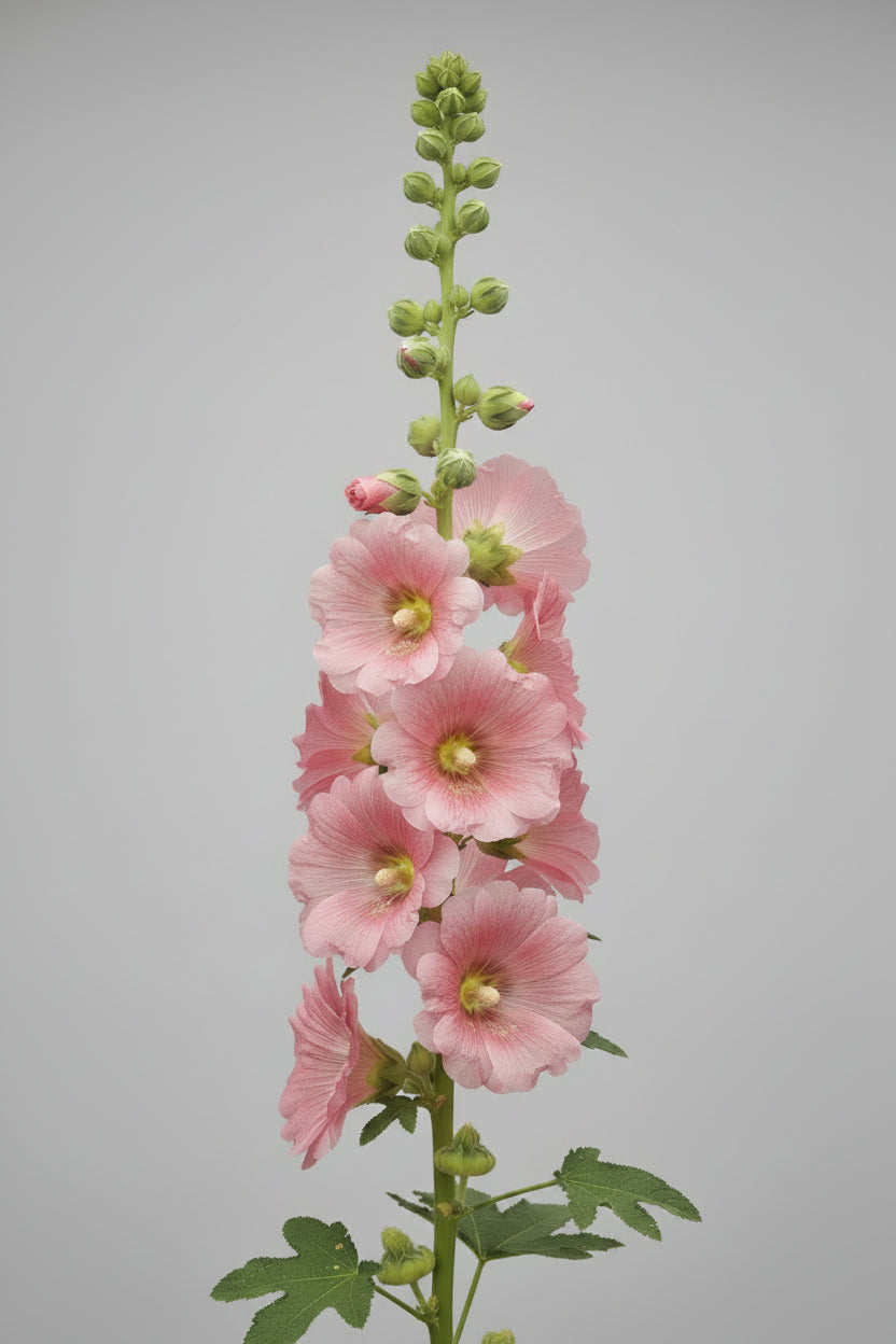 Hollyhock Ficifolia Seeds – Heirloom Fig-Leaved Perennial