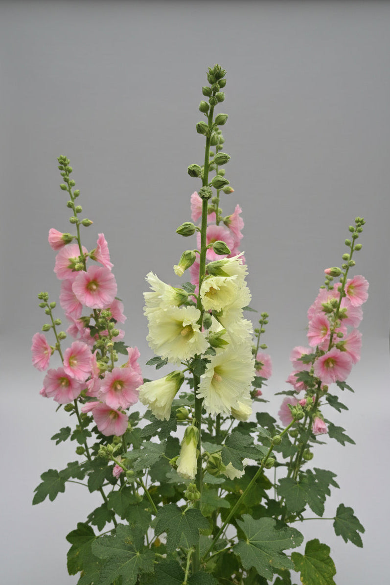 Hollyhock Ficifolia Seeds – Heirloom Fig-Leaved Perennial
