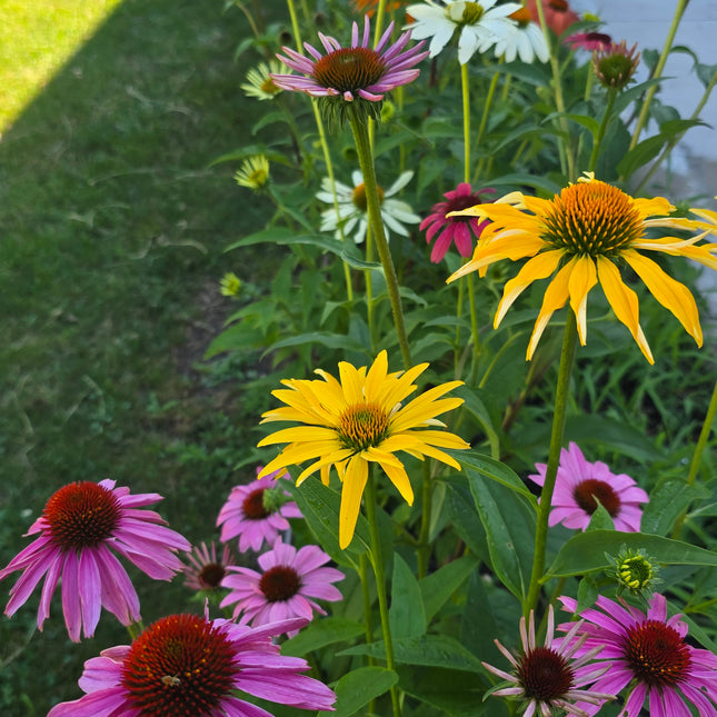 Coneflower Paradiso Tall Mix Seeds – Heirloom Bold Perennial Color