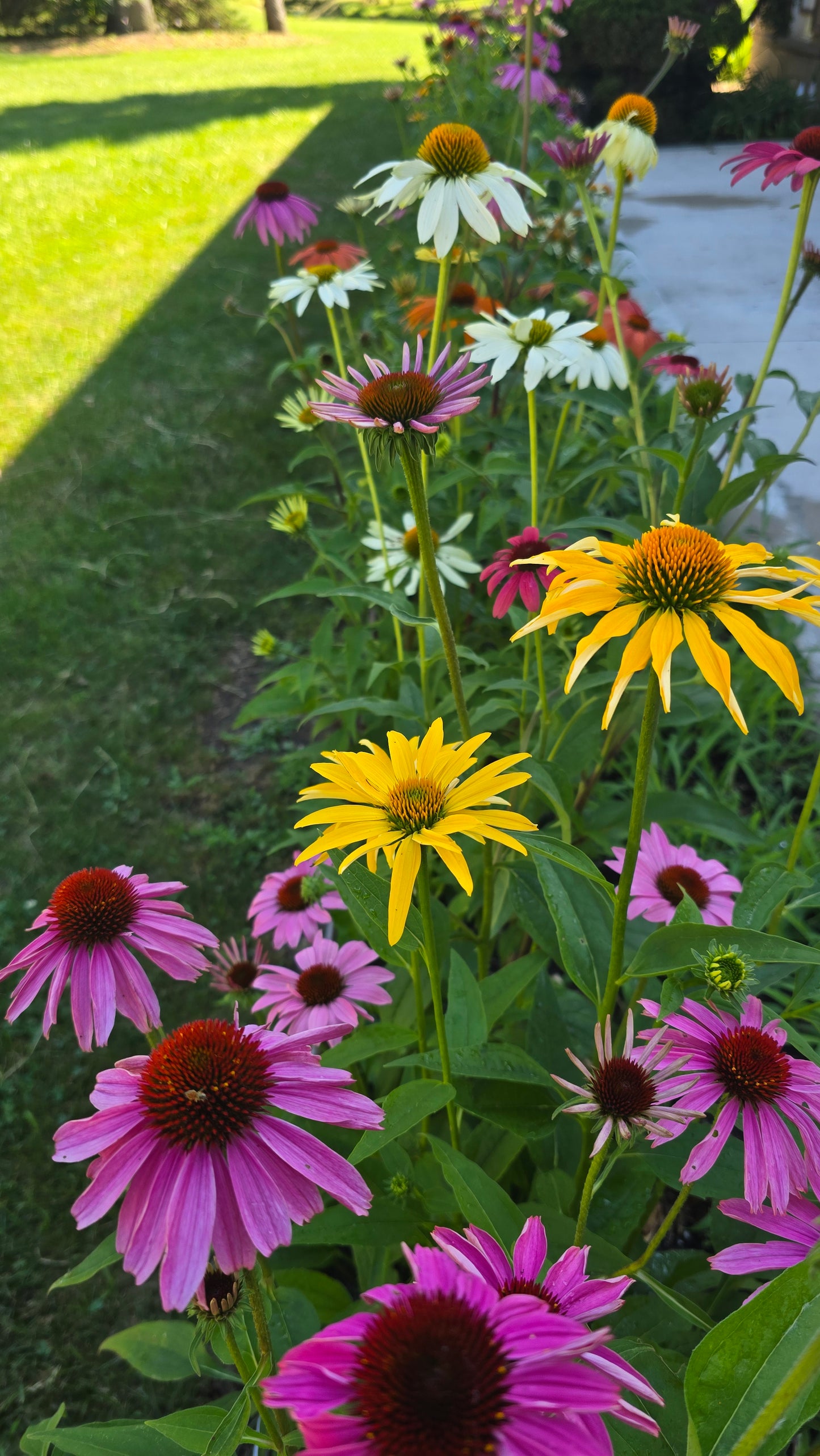 Coneflower Paradiso Tall Mix Seeds – Heirloom Bold Perennial Color
