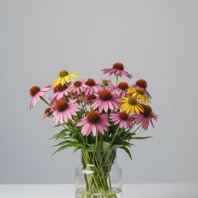 Coneflower Paradiso Tall Mix Seeds – Heirloom Bold Perennial Color