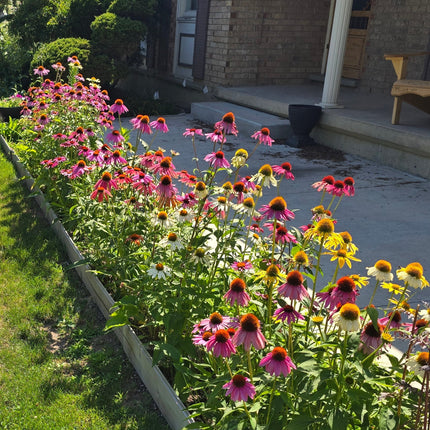 Coneflower Paradiso Tall Mix Seeds – Heirloom Bold Perennial Color