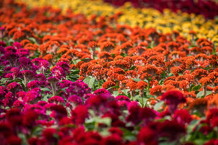 Zinnia, mélange de State Fair