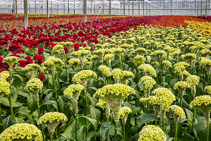 Zinnia, mélange de State Fair