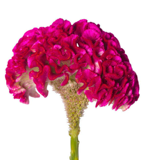Zinnia, mezcla de feria estatal