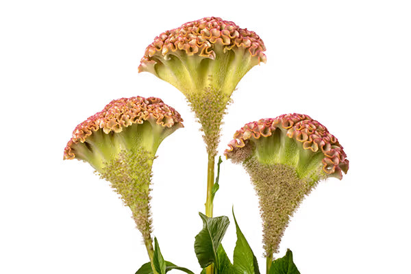 Zinnia, mezcla de feria estatal