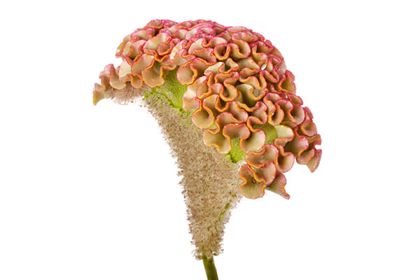 Zinnia, mezcla de feria estatal