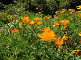 Poppy, CA Orange